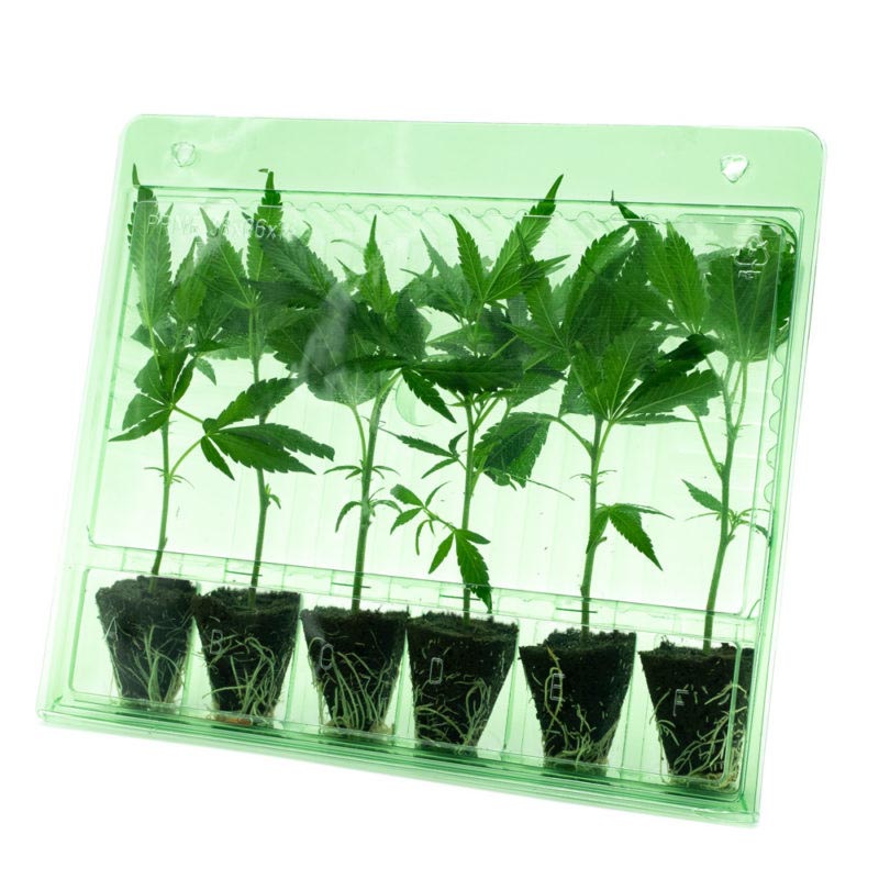 Hanfstecklinge - Verpackung 6er